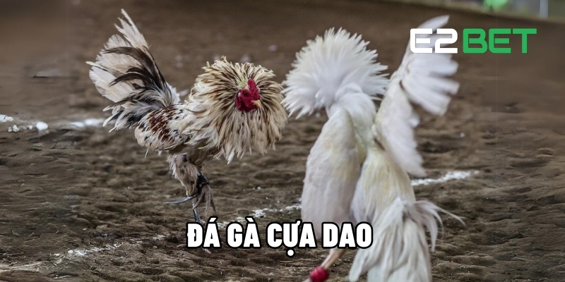 Đá gà cựa dao Tại E2BET - Cách Thắng Lớn Mỗi Lần Cược 1 đá gà cựa dao
