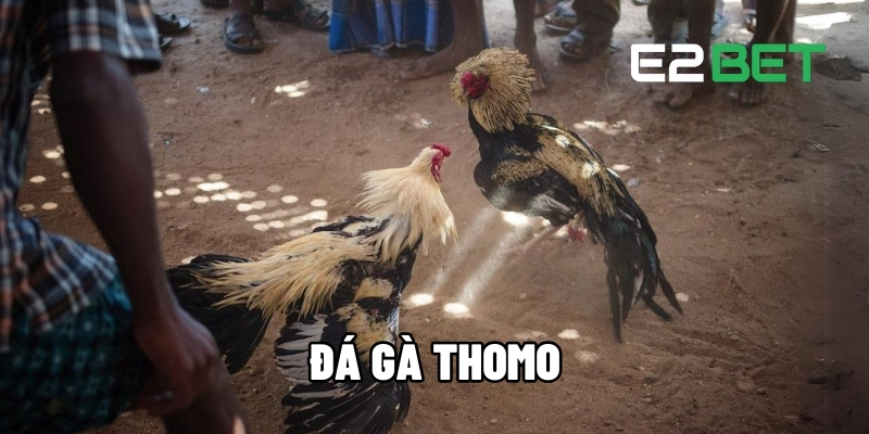 Đá Gà Thomo - Giải Mã Sức Hút và Cá Cược Online Tại E2BET 1 Đá gà Thomo