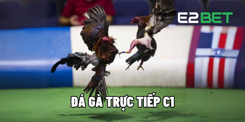 Xem Đá Gà Trực Tiếp C1 Nhanh Nhất - Cược Liền Tay Tại E2BET 1 đá gà trực tiếp C1