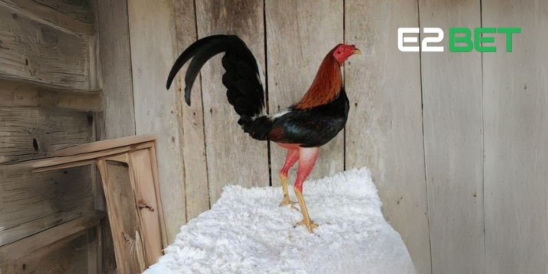 Gà Cuban – Chiến Kê Săn Đầu Đỉnh Cao Trong Giới Đá Gà Tại E2BET 3 Sự linh hoạt trong chiến đấu